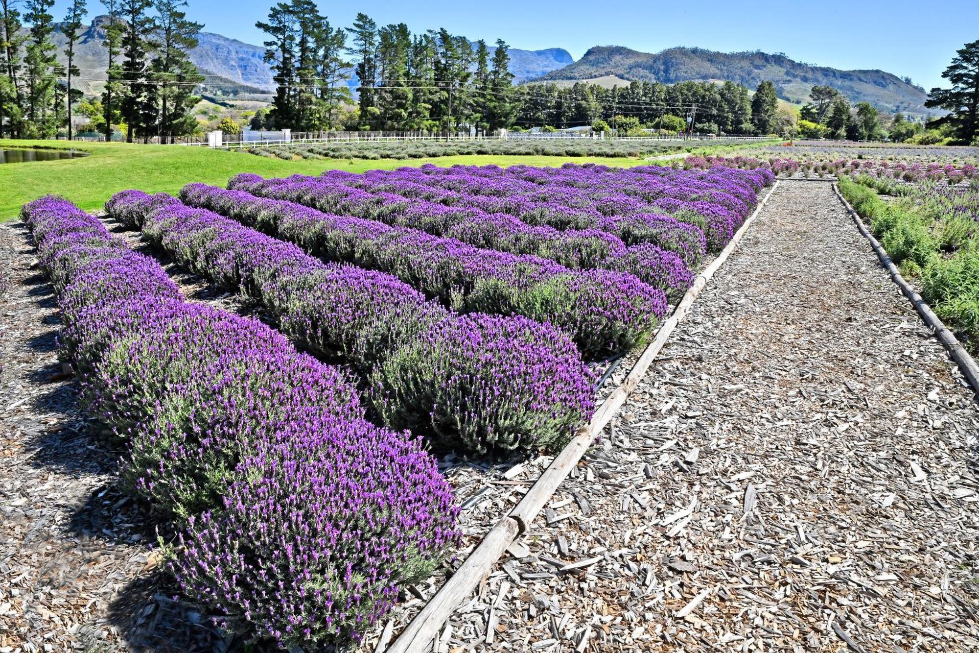 Lavender Farm Boutique Guest House Франсхук Экстерьер фото