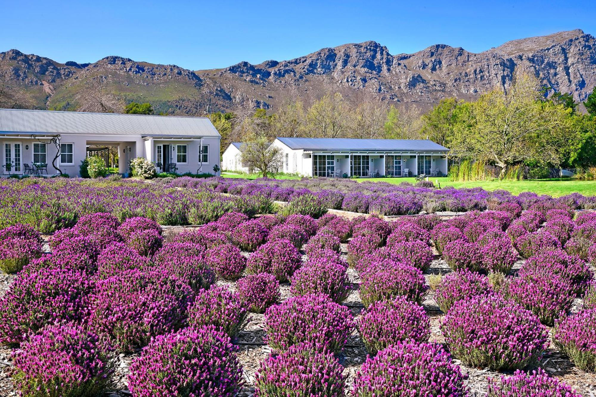 Lavender Farm Boutique Guest House Франсхук Экстерьер фото