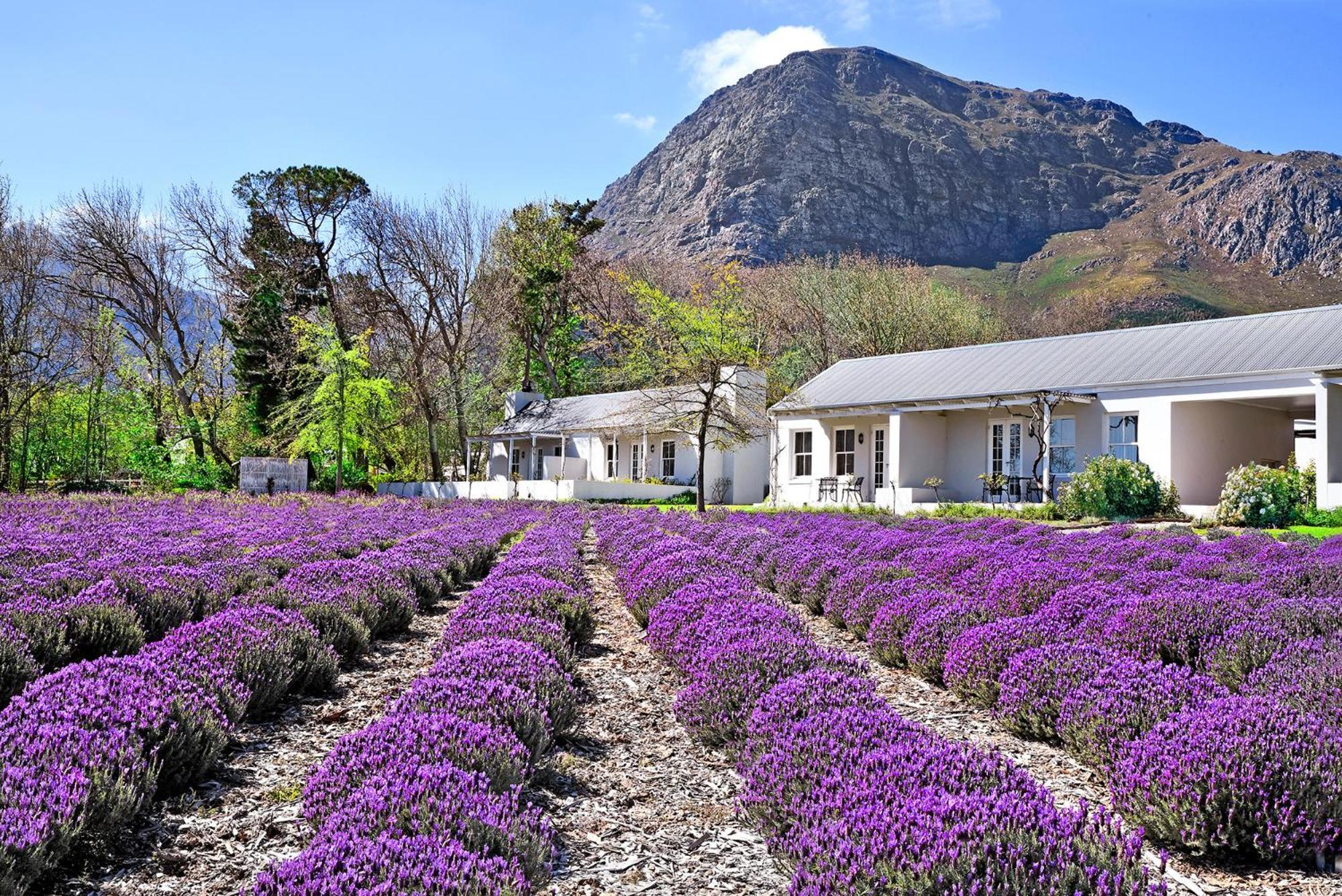 Lavender Farm Boutique Guest House Франсхук Экстерьер фото